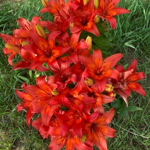 Meet your Posher, Elyse